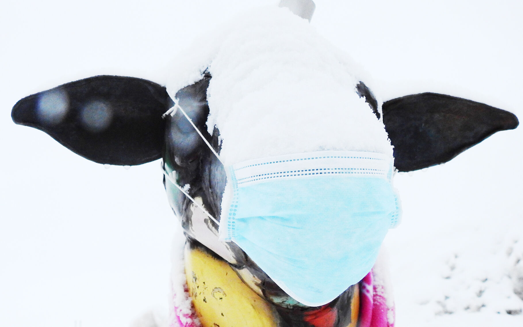 Sheep Mask Hailey